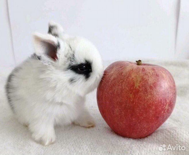 Кролики из Питомника. Привитые. Срочная Доставка