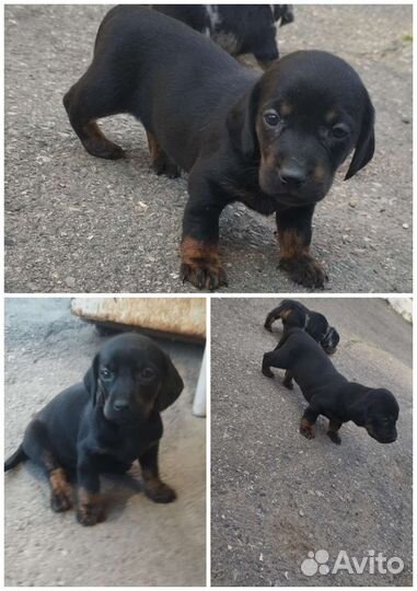 Щенок девочка