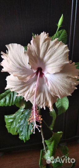 Гибискус сортовой