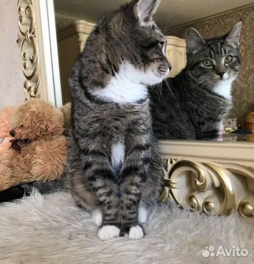 Передержка кошек, мелких животных