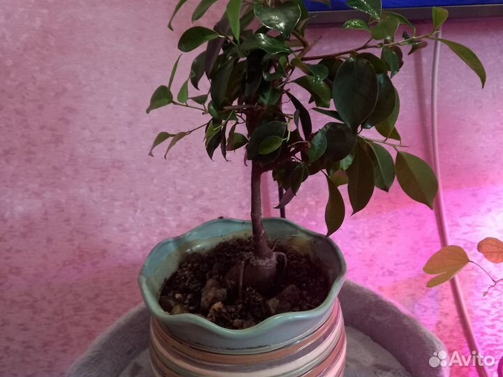 Фикус отростки.микрокарпа