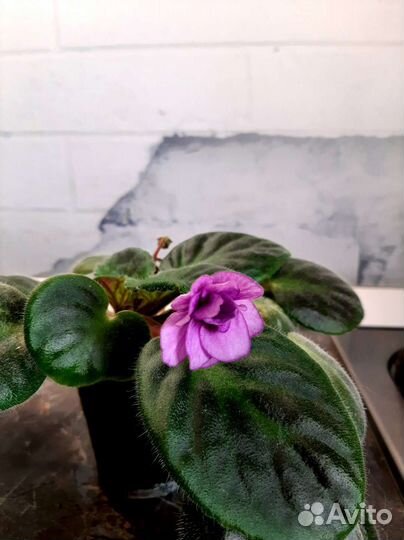 Фиалка ретро