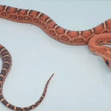 Маисовый полоз Scaleless