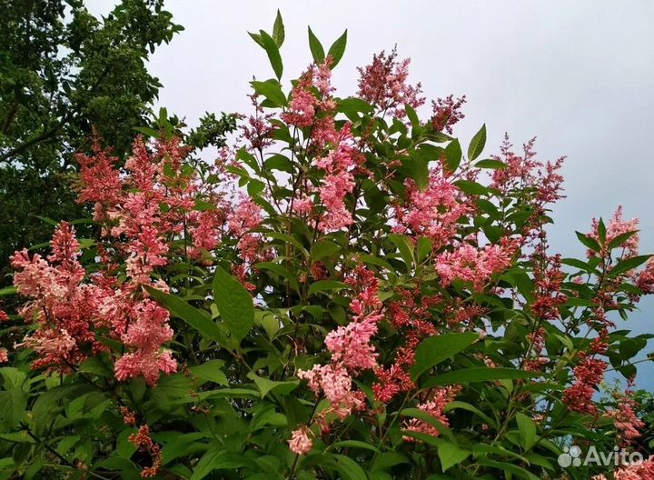 Сирень Джеймс Макфарлейн