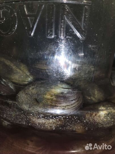 Устрица (мидии) речная для водоёма