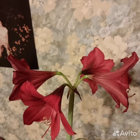 Амариллис (Гиппиаструм) Красный