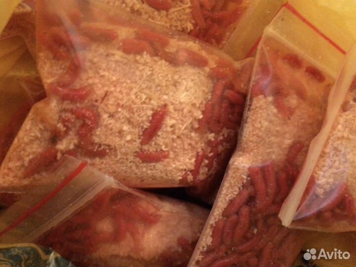 Живая приманка