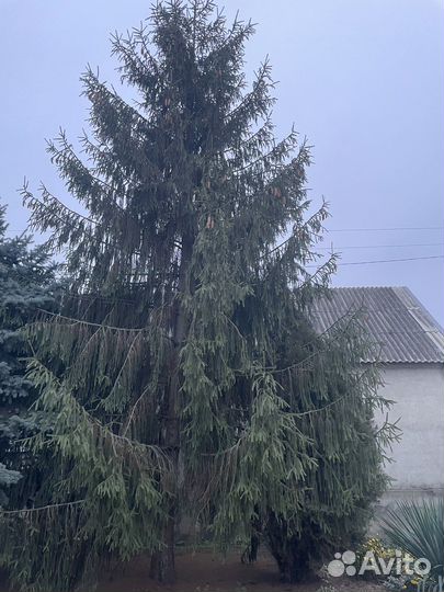 Ель голубая