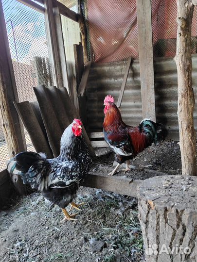 Молодые петухи
