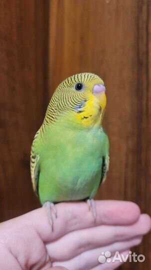 Полностью ручные птенцы волнистого попугая