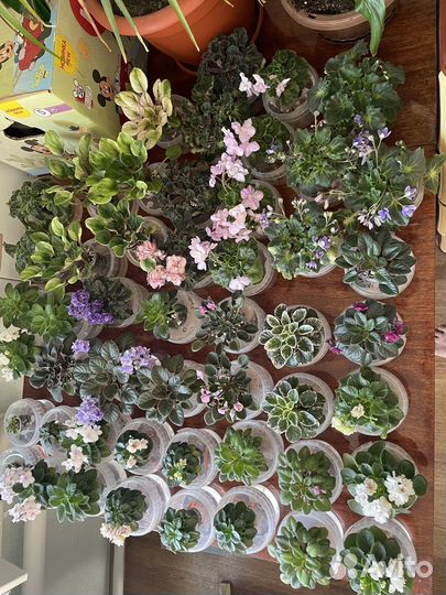 Фиалка сортовые мини