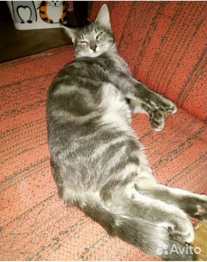 Котик Арчи