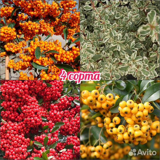 Пираканта 4 сорта