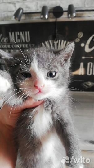 Котенок девочка ищет дом