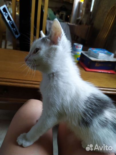 Котенок