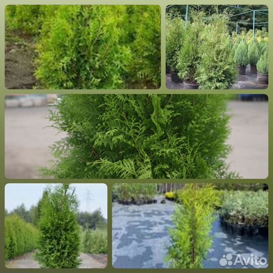 Туя Брабант 80-100 см (предзаказ)