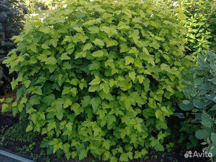 Саженцы пузыреплодника для живой изгороди