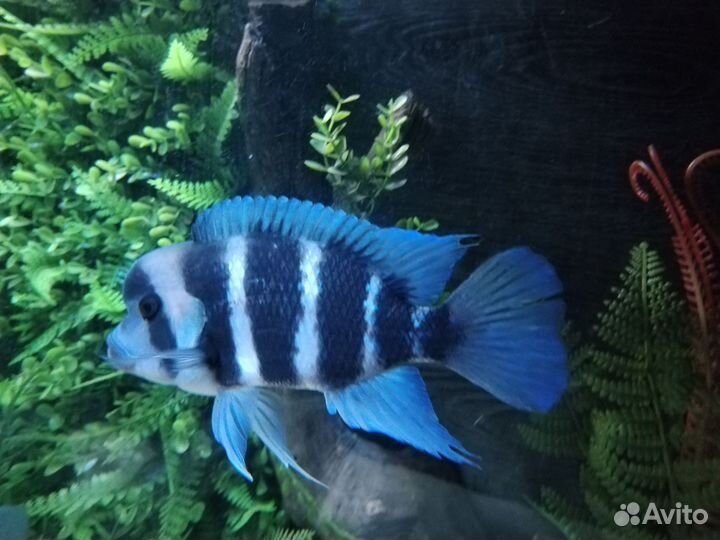 Рыба фронтоза