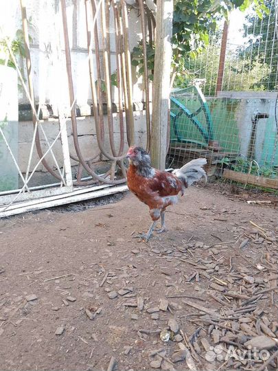 Молодые петушки