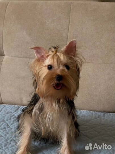 Девочка йорка