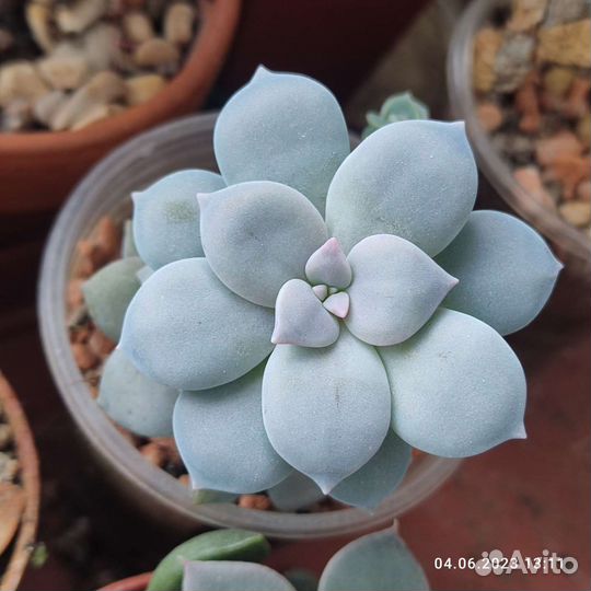 Суккуленты (эхеверии)