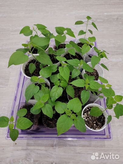 Катальпа великолепная ростки