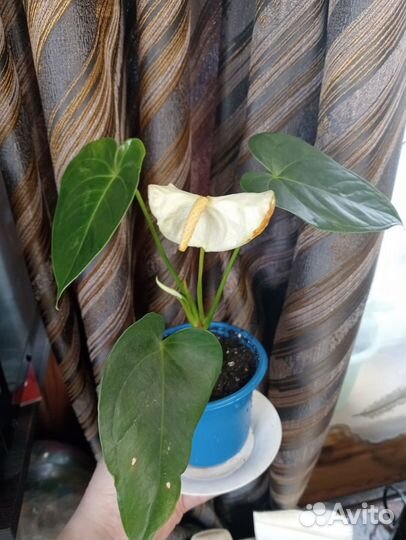 Антуриум ванилла