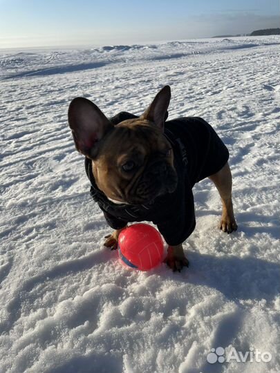 Французский бульдог кобель вязка
