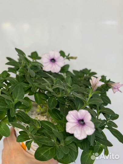 Рассада петунии, петуния каскадная пинк вейн