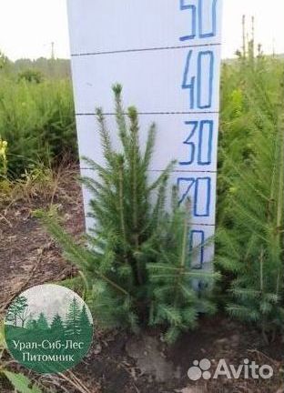 Сеянцы зкс Сосна окс Ель Лиственница Горная