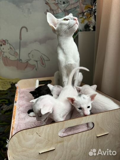 Ориентальная