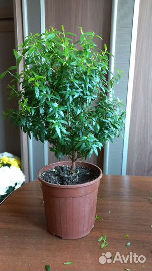 Мирт 2 вида (широколистный и мелколистный)