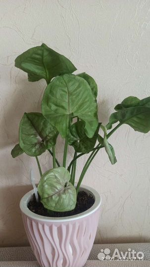 Сингониум Роксана, эпипремнум Глобал Грин