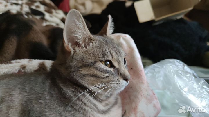 Молодая кошка