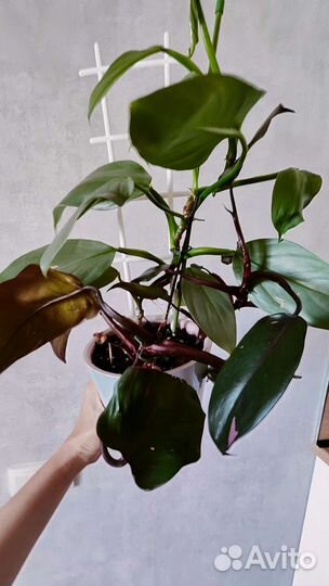 Комнатные растения, филодендрон, сциндапсус и др