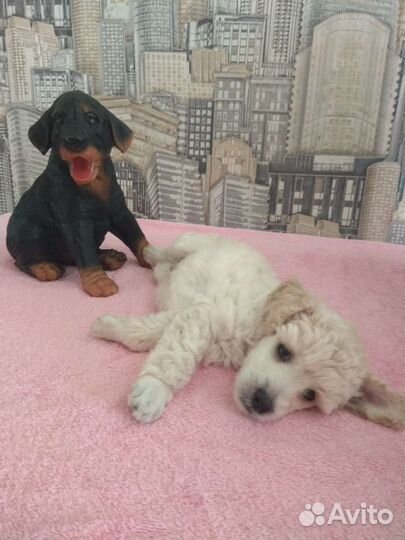 Пуделяшка-очаровашка