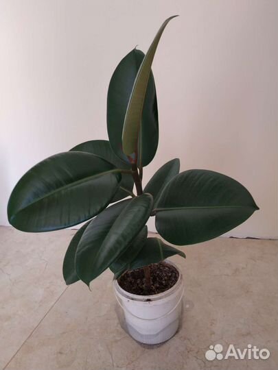 Фикус каучуконосный