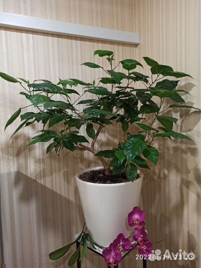 Черенки гибискуса (бронь 26.09)