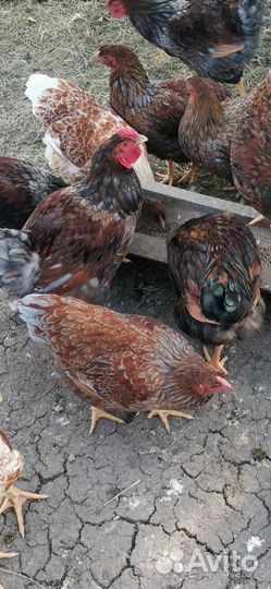 Куры молодки