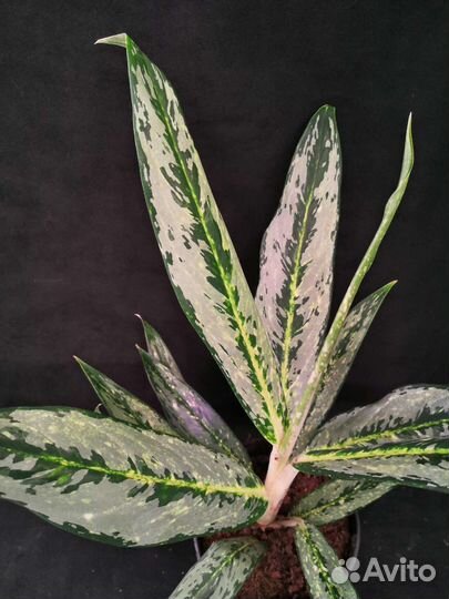 Аглаонема matcha (матча) лемон