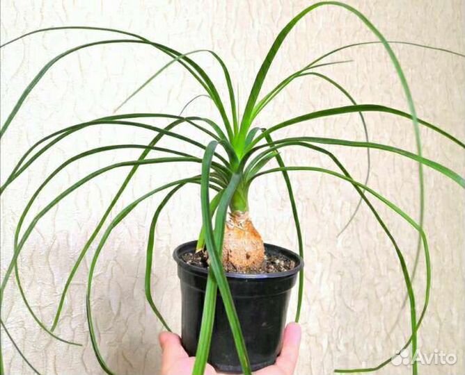 Нолина, Дуранта синяя