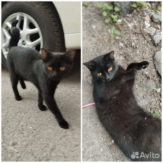 Котята подростки в добрые руки