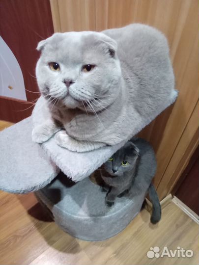 Британские котята