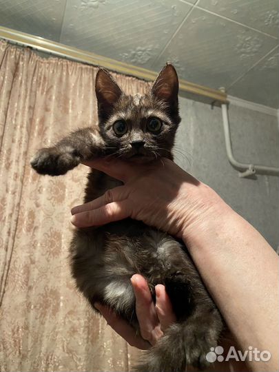 Котенок в самые добрые руки