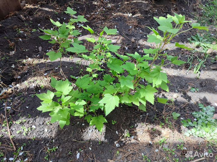 Саженцы черной смородины, крыжовника