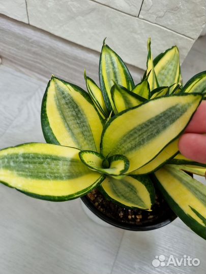 Сансевьерия сортовая