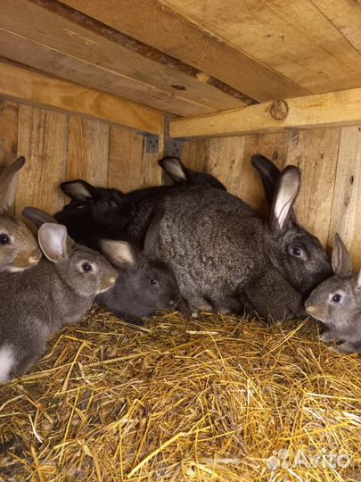 Кролик породы советская шиншила+серебро