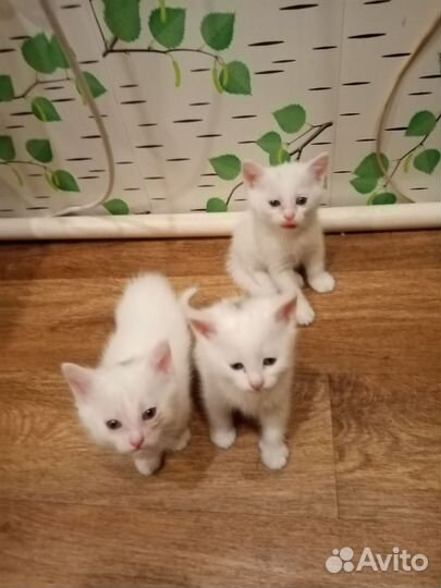 Сибирские котята