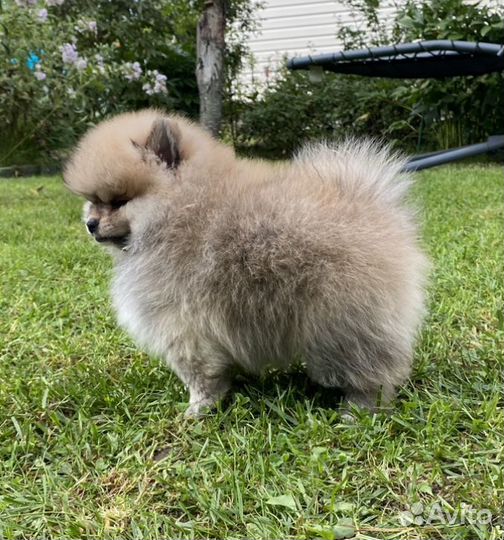 Щенки малого немецкого шпица (видео)