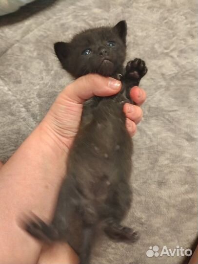 Котята потомственной мышеловки